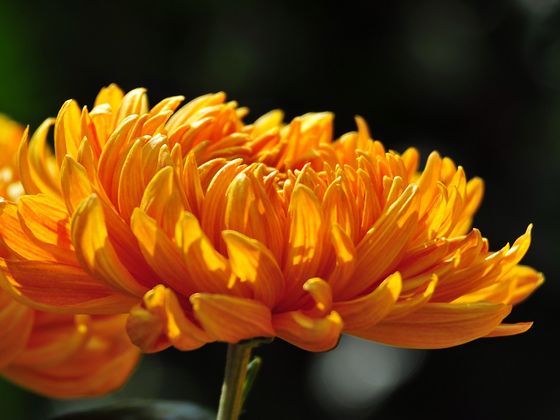 Crizanteme Flori Frumoase Poze Ni342330